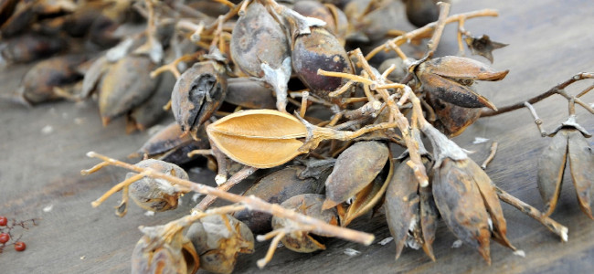 Semillas autoctonas